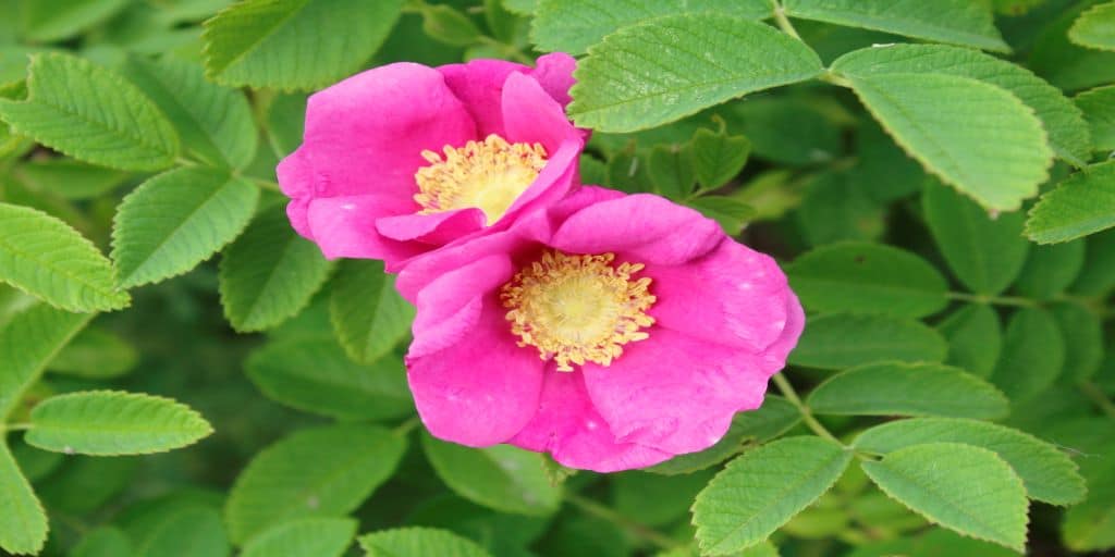 Two vibrant wild roses growing among green leaves to remind us God is gracious and compassionate to all His works.